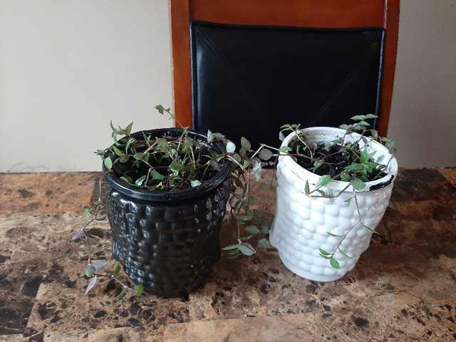Turtle Vine Plant $15 each pot , available 3 plants dans Plantes, engrais et terreaux  à Moncton - Image 4