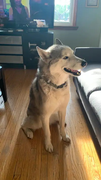 Siberian Husky looking for a new home., View more