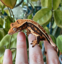 Tricolor crested gecko- possible male
