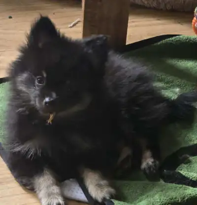 OBO..POMERANIAN TRY COLOUR BOY LEFT....READ AD, View more