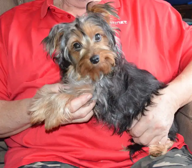 1 BOY LEFT: Yorkshire Terrier in Dogs & Puppies for Rehoming in Ottawa - Image 3