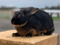 Female Black and Tan mini Belgian Hare