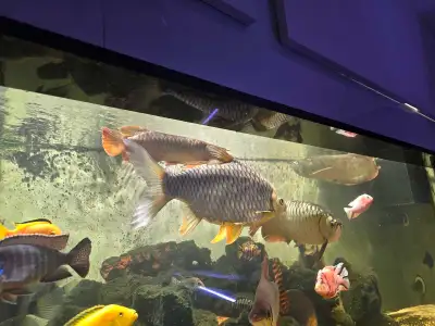 10" Tinfoil Barb, View more