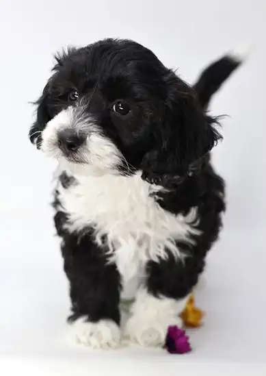 Bichon Shih Tzu Puppies Available!, View more