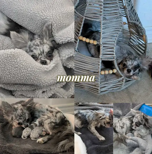 LongCoat Tiny Chihuahua puppies in Dogs & Puppies for Rehoming in Ottawa - Image 4