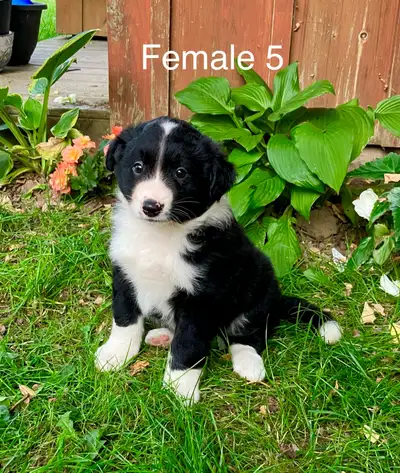 Australian Shepherd Border Collie cross puppies, View more