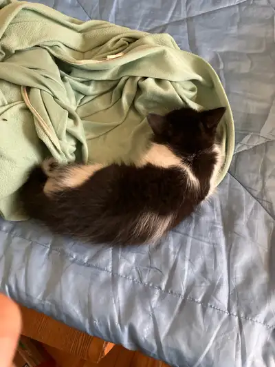chaton à vendre 75$, View more
