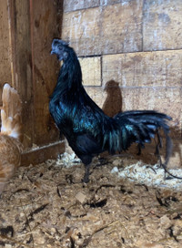 Lovely Ayam Cemani Rooster