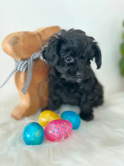 Nous avons un adorable chiot, prête à rejoindre votre famille. Ce petit compagnon est joueur, affect...