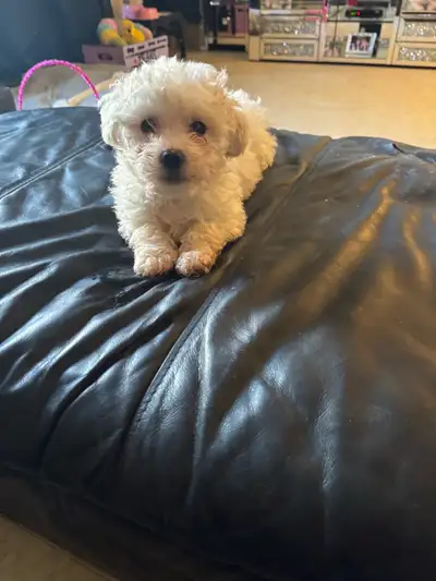 purebred bichon frise puppy ready 2 go, View more