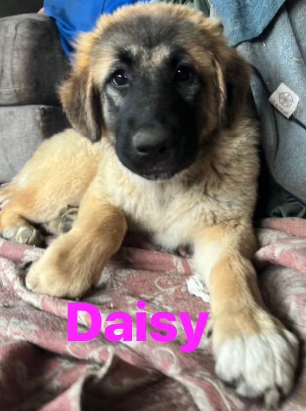 Mixed Breed Puppy Available Dogs & Puppies for Rehoming Chilliwack
