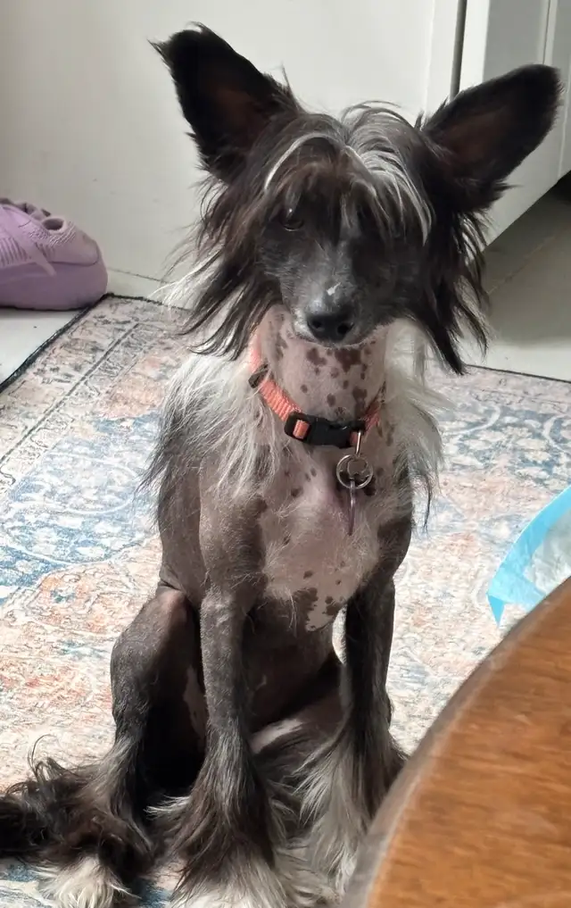Chinese Crested in Dogs & Puppies for Rehoming in Cambridge - Image 2