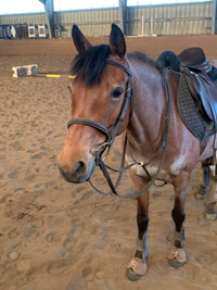 13.2hh, 9year old  pony mare 