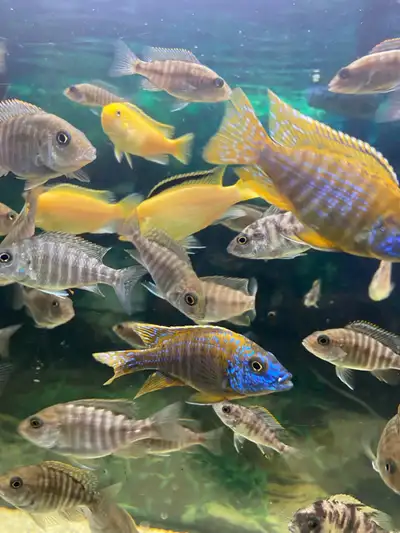 German Red Cichlids , View more