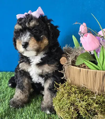 MINIATURE & MICRO Bernedoodles ready to go June, View more