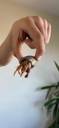 Hermit Crab