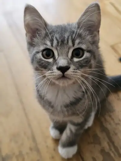 Adorable British Shorthair Mix Kittens – Ready for Their New Hom, View more