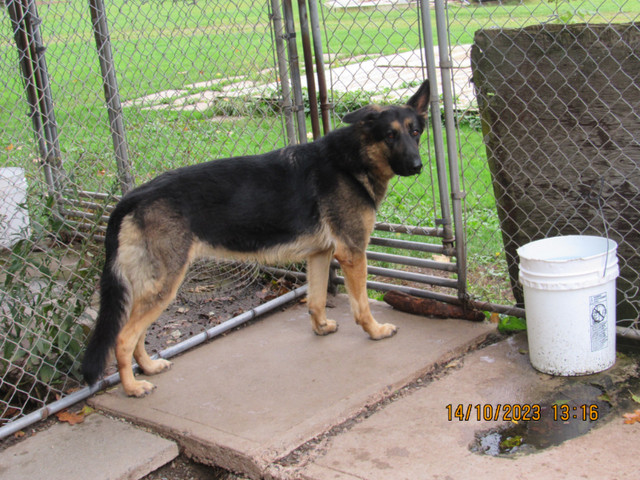 German Shepherd female in Dogs & Puppies for Rehoming in Moncton - Image 2
