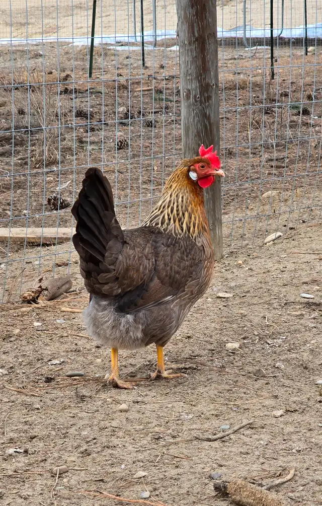 Fertilized eggs in Livestock in Cranbrook - Image 4