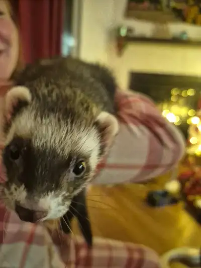 Ferret for sale, View more