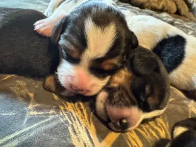 CHRISTMAS PUPPIES!!!, View more