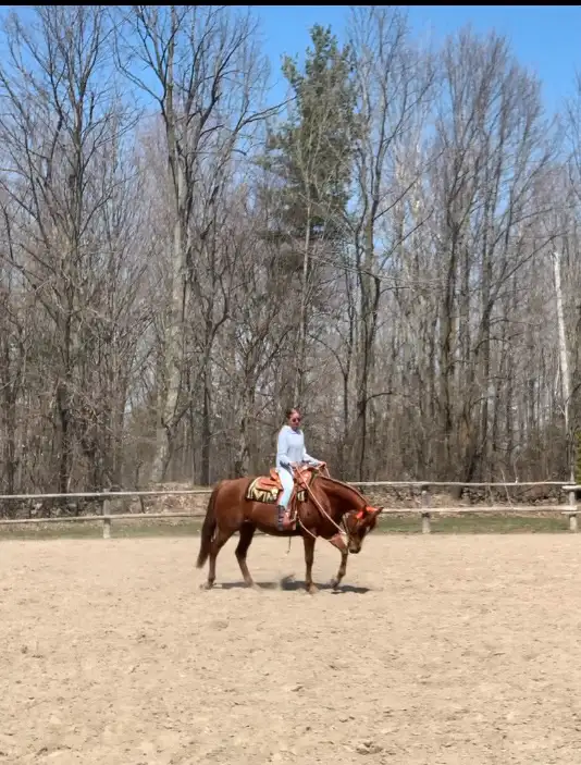 Quarter Horse Mare — part board in Horses & Ponies for Rehoming in Oshawa / Durham Region - Image 7