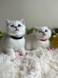Beautiful British Shorthair Chinchilla Purebred Kittens availabl