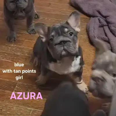 Top Qty French Bulldog puppies gorgeous Blue!, View more