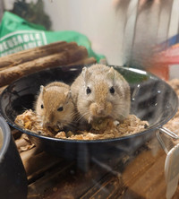 Bonded Gerbils pairs and groups
