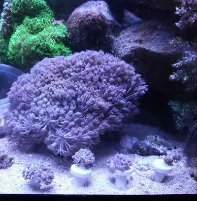 red blue hairy mushroom coral frags , View more