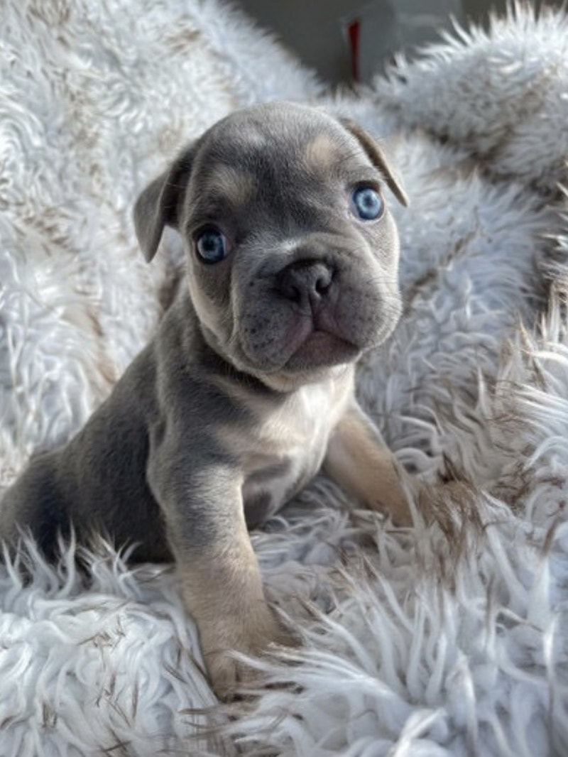 Lilac French bulldog / testable chocolate/ fluffy carrier Dogs