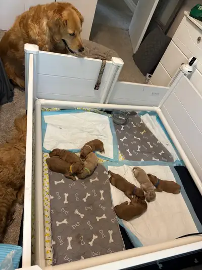 Complete Dog Whelping Kit for Sale – Perfect for Your Next Litter! Used once for my Mini Goldendoodl...