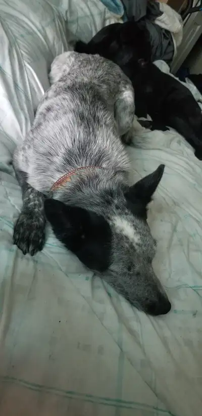 Pet Care with Love!, View more