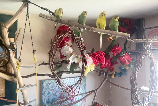 RAINBOW BUDGIE CHICKS NEED HOMES in Birds for Rehoming in Kelowna