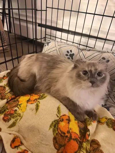 FOR SALE / REHOMING — GIA , View more