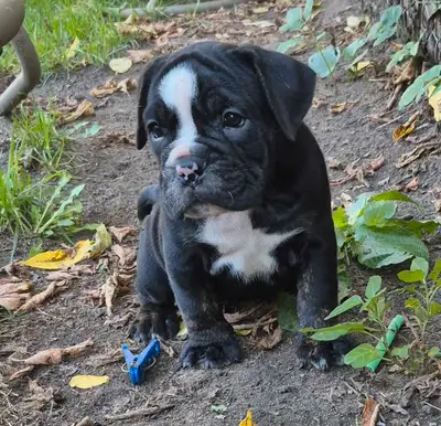 Olde English Bulldogge Puppies – Ready October 10th Beauty and Beasts Bulldogge's registered kennel...
