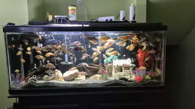 african cichlids, View more