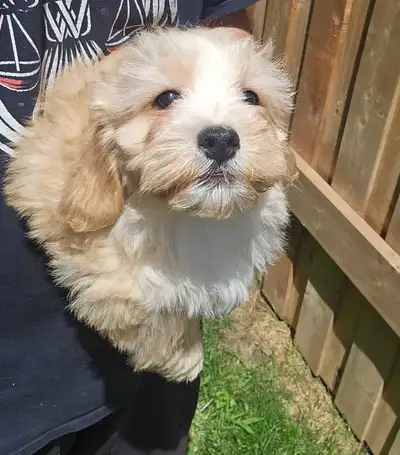 Beautoful Shihpoo Puppies for Sale (LAST MALE), View more