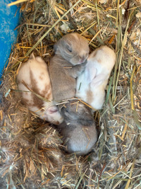 Adorable Purebred Holland lops