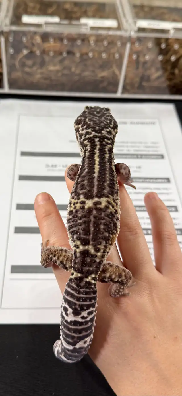 gecko léopard black night Mack Snow mâle in Reptiles & Amphibians for Rehoming in Laurentides - Image 7