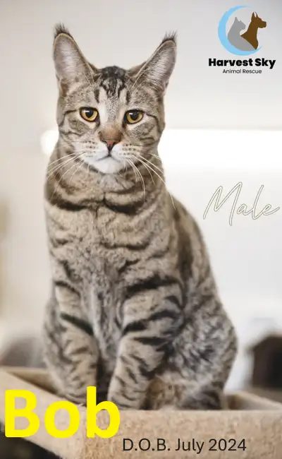 HARVEST SKY ANIMAL RESCUE - 17 ADOPTABLE KITTENS & CATS!!!, View more