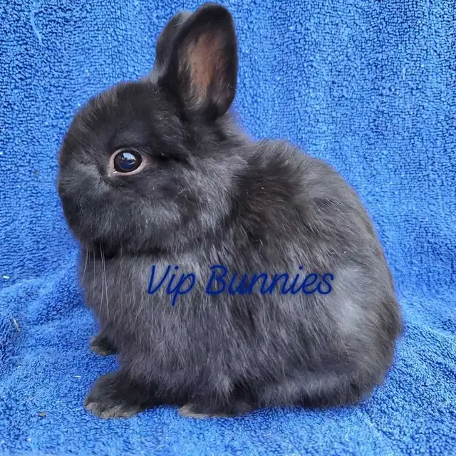 NETHERLAND DWARF,  LIONHEAD, HOLLAND LOP, MINI REX BUNNIES in Small Animals for Rehoming in Gatineau - Image 3