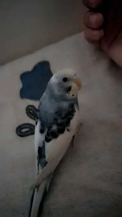 fully tamed male baby budgie, View more