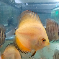 Young 2.5 to 3 inches Discus Fish, Orange and some Red Alenquer