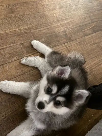 8 weeks, very smart puppy. It’s hard for me to give him the time he needs, I underestimated the situ...