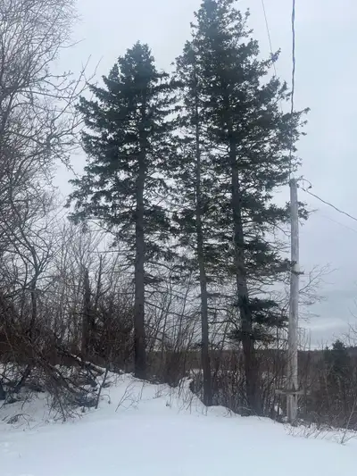 Tree removal , View more