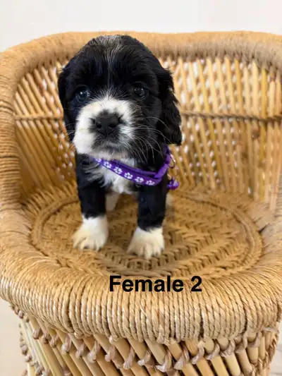 Cocker Spaniel, View more