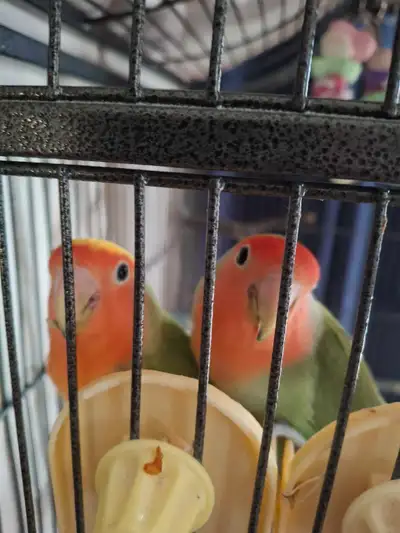 rehoming 4 peach faced love birds, View more
