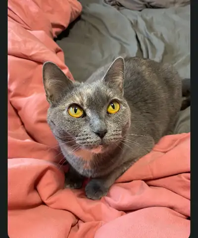 Russian Blue / Chartreux female cat for rehoming, View more