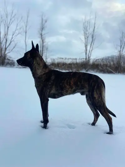 Dutch Shepherd, View more